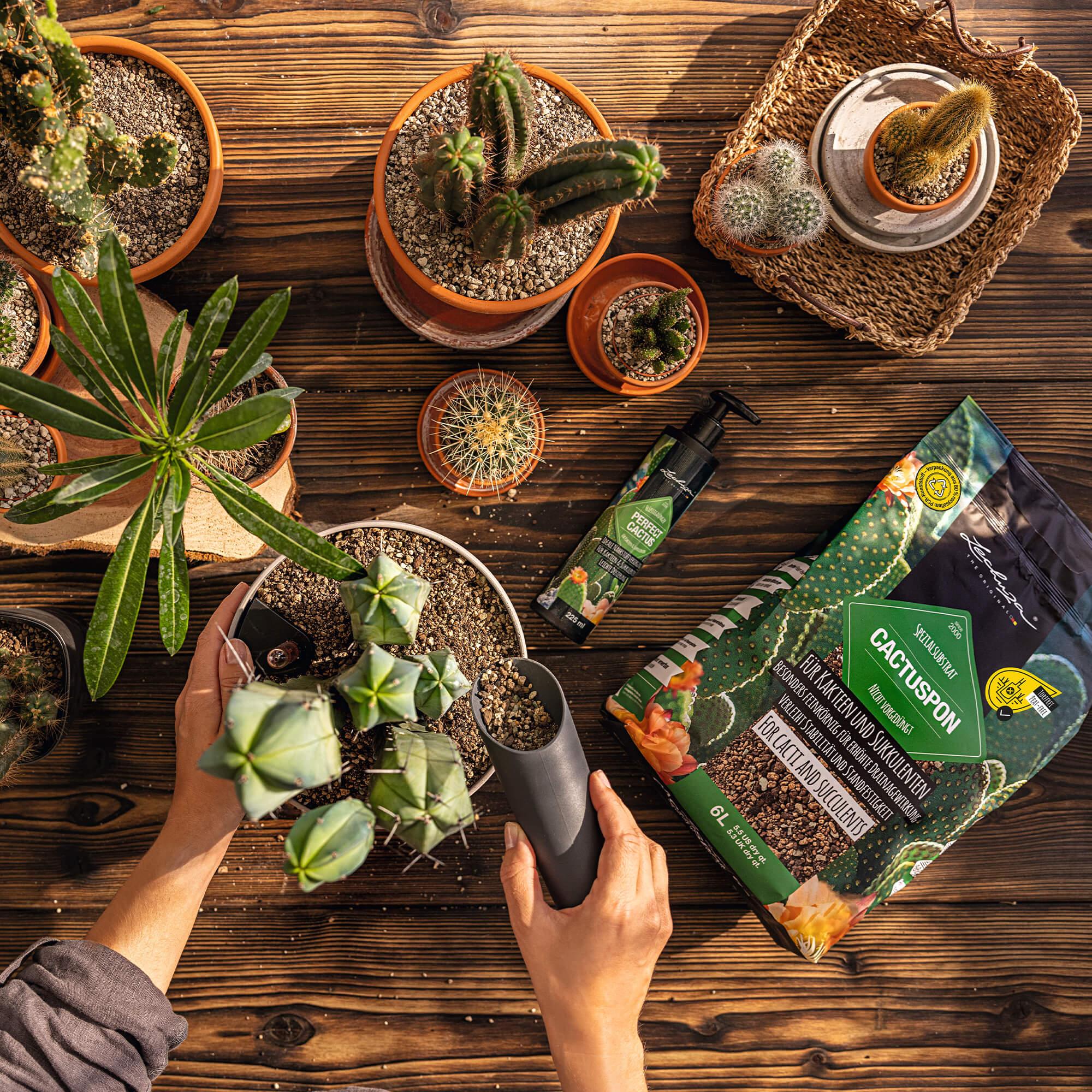 le_perfect-cactus_product_addi_01